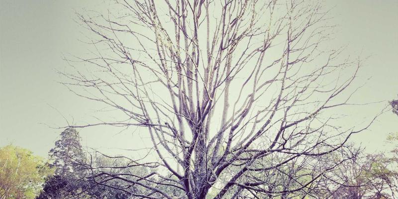 2024年必知的网络技术与GRLXS软件下载全攻略