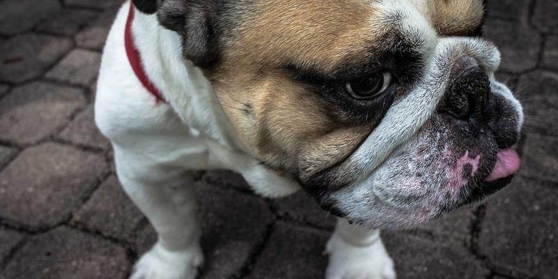 从Clos到可编程：数据中心网络架构演进与实战编程教程