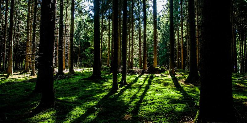 网络技术85：软件下载与资源分享的安全高效指南